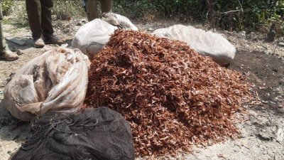 জব্দ করা চিংড়ি