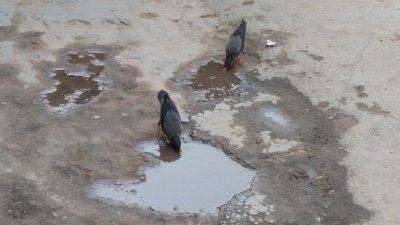 রাস্তায় পড়া পানিতে তৃষ্ণা নিবারণের চেষ্টা