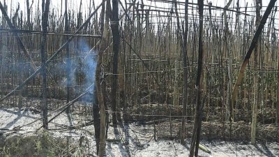 আগুনে পুড়ছে পানের বরজ