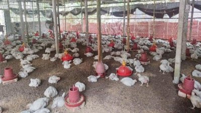 খামারে হিটস্ট্রোকে মারা যাচ্ছে ব্রয়লার মুরগি