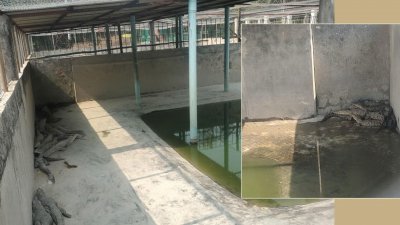 মোংলায় দেশের দ্বিতীয় সর্বোচ্চ তাপমাত্রা, ছায়ায় আশ্রয় নিচ্ছে প্রাণীরা