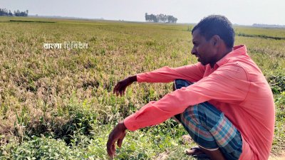 ধানক্ষেতে ব্লাস্ট রোগের সংক্রমণ, অসহায়ের মতো বসে আছেন মৌলভীবাজারের এই কৃষক