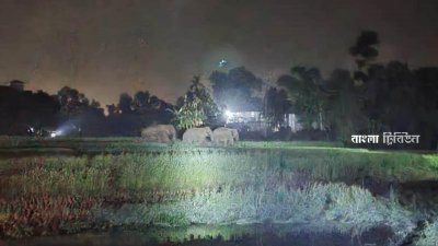 রৌমারী সীমান্তে রাত হলেই ভারতীয় বন্য হাতি ঢুকে তাণ্ডব চালাচ্ছে