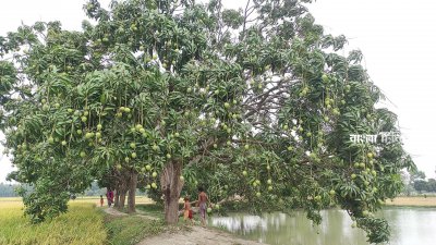 সাতক্ষীরায় এবার আমের গুটি ভালো হওয়ায় এবং ঝড়বৃষ্টির কবলে না পড়ায় অধিক ফলনের আশা করছেন বাগান মালিক ও চাষিরা