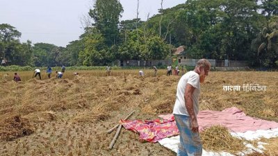কৃষক রেজাউল করিমের ৬৬ শতাংশ পাকা বোরে ধান কেটে দিয়েছেন ছাত্রলীগের নেতাকর্মীরা