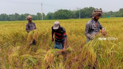 মাঠজুড়ে ছড়িয়ে আছে বিনা ধান-২৫। এরই মধ্যে কৃষকরা এই ধান কেটে ঘরে তুলতে শুরু করেছেন