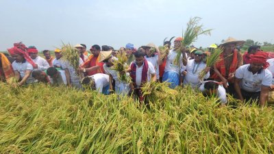 কৃষকের ধান কেটে দিচ্ছেন স্বেচ্ছাসেবক লীগের নেতাকর্মীরা।