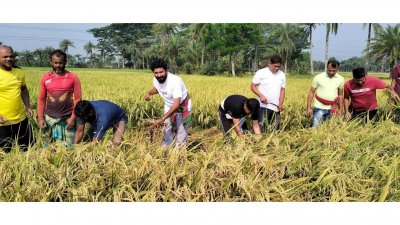 ধান কাটছেন যুবলীগ নেতাকর্মীরা