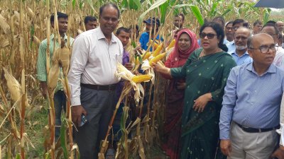 দিনাজপুরে ভুট্টাক্ষেত পরিদর্শনে কৃষি কর্মকর্তারা।