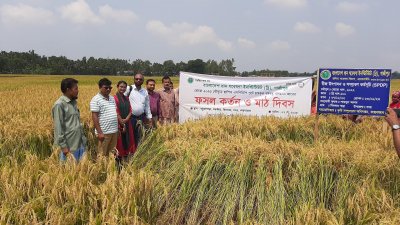 প্রথমবার বঙ্গবন্ধু ধান-১০০ আবাদ করে ভালো ফলন পেয়েছেন কক্সবাজারের কৃষকরা