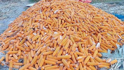 ভুট্টার বাম্পার ফলন হয়েছে নীলফামারীতে