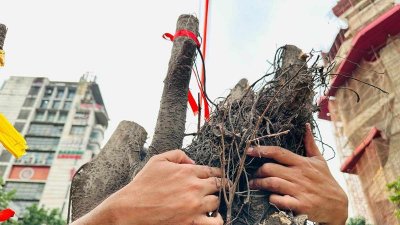 গাছ রক্ষার প্রতীকী প্রতিবাদ