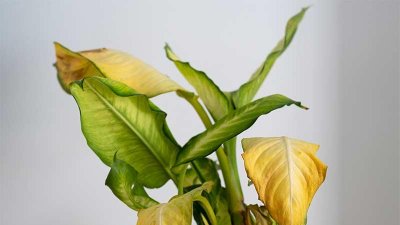 গাছের পাতা হলুদ হয় কেন?