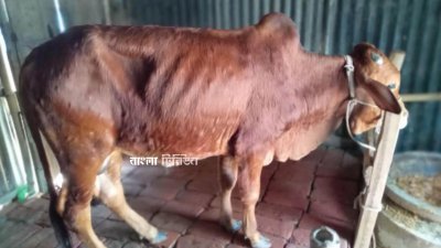 কুড়িগ্রামের বিভিন্ন এলাকায় গবাদিপশুর মধ্যে ছড়িয়ে পড়েছে লাম্পি স্কিন রোগ