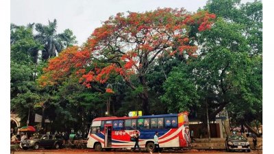 কৃষ্ণচূড়ার রঙে রঙিন বাহাদুর শাহ পার্ক