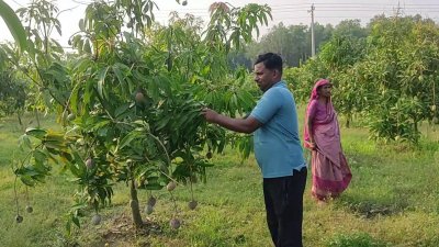 বাগান পরিচর্যা করছেন মাফি