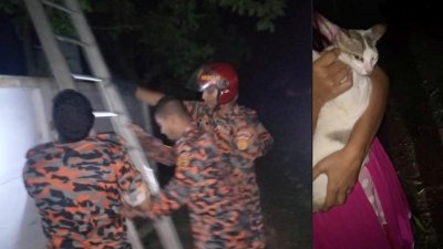 উদ্ধার অভিযানে ফায়ার সার্ভিস সদস্যরা (বাঁয়ে), উদ্ধার বিড়াল (ডানে)