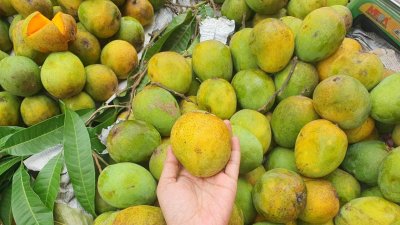 ভালো আম চিনবেন যেভাবে