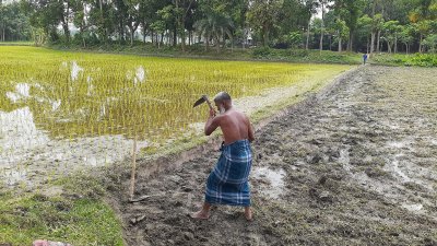 সদরের গোপালনগর গ্রামের সাইফুল ইসলাম চলতি মৌসুমে ৫২ শতক জমিতে আউশ ধান আবাদ করছেন