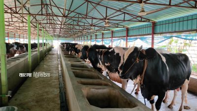 আসছে ঈদুল আজহায় কোরবানির জন্য প্রায় ৭৩ হাজার গবাদিপশু প্রস্তুত করেছেন মানিকগঞ্জের খামারিরা