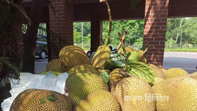 সংসদ ভবন এলাকার গাছ থেকে কাঁঠাল নামিয়ে ভ্যানে রাখা হচ্ছে