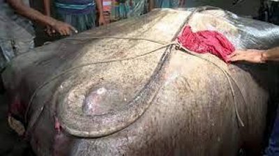জেলেদের জালে প্রায়ই ধরা পড়ছে শাপলা পাতা মাছ (ফাইল ছবি)