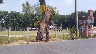 টাঙ্গাইল-আরিচা মহাসড়কের উন্নয়নকাজের জন্য কাটা হচ্ছে সড়কের পাশের দুই হাজার ৩৭৯টি গাছ