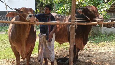 কোরবানির বাজার ধরতে ব্যস্ত ঝিনাইদহের খামারিরা