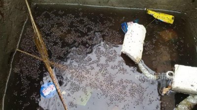 স্বচ্ছ পানি এডিস মশার ডিম পাড়ার উপযুক্ত স্থান