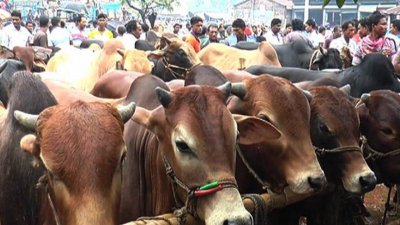 কোরবানির হাট