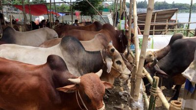 রাজধানীর হাটগুলোতে আসতে শুরু করেছে কোরবানির গরু, বুধবার পোস্তগোলা হাটের দৃশ্য (ছবি: ফোকাস বাংলা)
