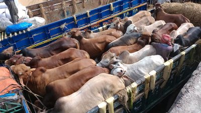 চট্টগ্রাম নগরে ট্রাকে করে ঢুকছে গরু