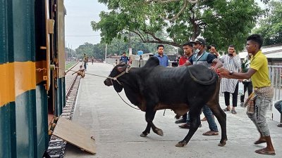 ট্রেনে তোলা হচ্ছে গরু