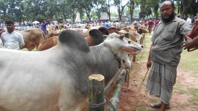 নীলফামারীতে চাহিদার তুলনায় প্রায় দ্বিগুণ কোরবানিযোগ্য পশু আছে