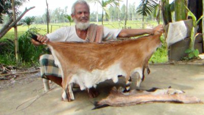 ছাগলের চামড়া (ফাইল ছবি)