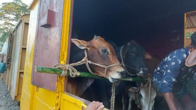 ক্যাটেল ট্রেনে গরু নিয়ে যাচ্ছেন ব্যবসায়ীরা