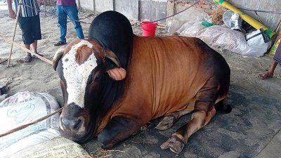 ২৭ মণ ওজনের গরুটি