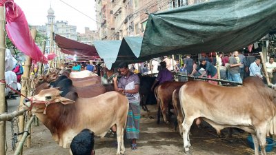 রাজধানীর হাটগুলোতে এখনও গরু বিক্রি জমে উঠেনি