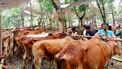 রোহিঙ্গাদের জন্য পাওয়া গরু