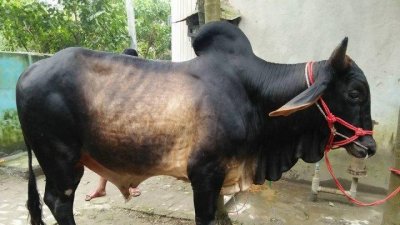 কোরবানির গরু (ফাইল ছবি)