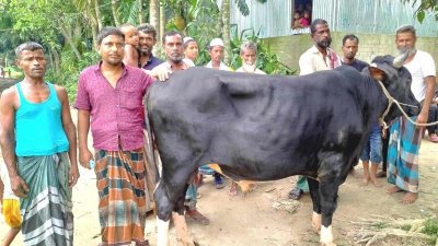 কোরবানির জন্য সমিতির পক্ষ থেকে কেনা গরু