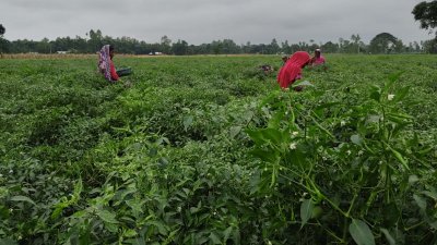 কুড়িগ্রামের একটি কাঁচা মরিচের ক্ষেত