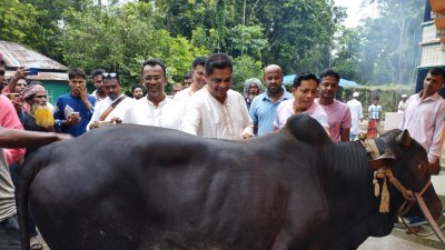 এ কোরবানির মাংস দলীয় নেতাকর্মীদের মধ্যে বিলিয়ে দেন কাজী সরোয়ার হোসেন
