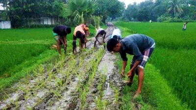 রাস্তায় ধানের চারা লাগালেন গ্রামবাসী
