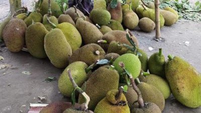 কাঁঠাল (ফাইল ছবি)