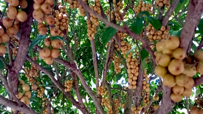 সুস্বাদু আর পুষ্টিগুণে ভরপুর খাগড়াছড়ির লটকন