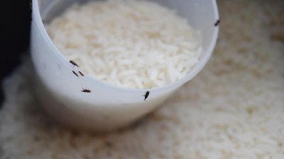 বর্ষায় সহজেই চালে পোকা ধরে যায়। ছবি- সংগৃহীত