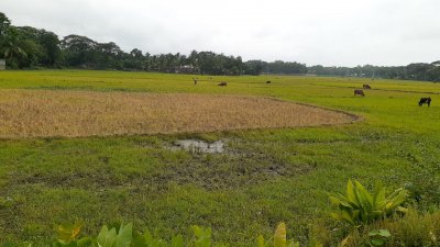 পানি না থাকায় মাঠ প্রস্তুত করতে পারছেন না কৃষকরা