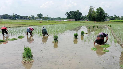 বৃষ্টিতে প্রাণ পেয়েছে নীলফামারীর আমন ক্ষেত