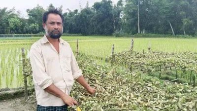 কেটে দেওয়া পটল গাছের সঙ্গে হতাশ কৃষক